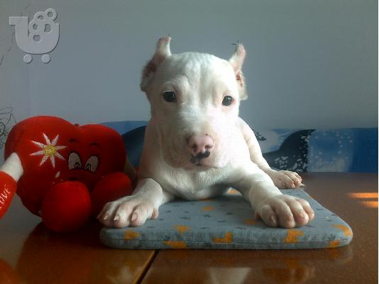 Ντόγκο Αρτζεντίνο – 380 euro